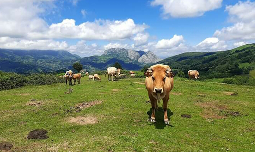 Vacas, asturiana de los valles