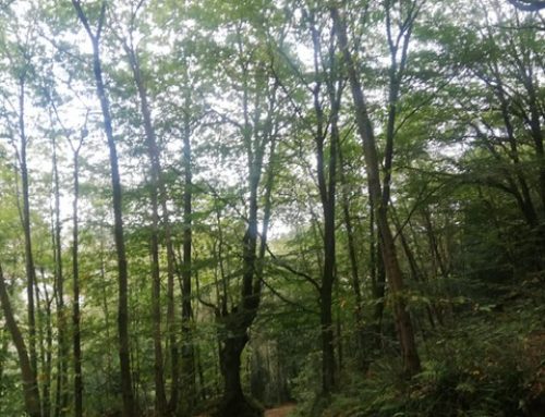 Lín de Cubel, el techo de Pravia