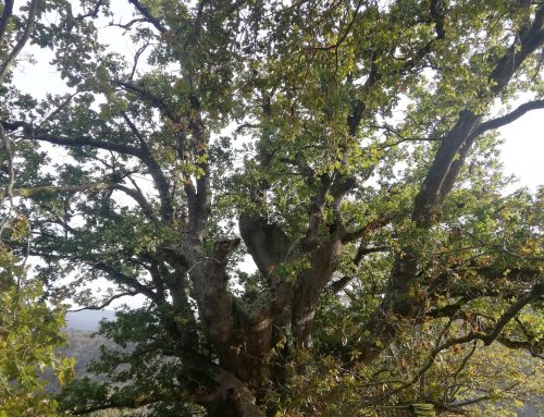 Carbayón de Valentín